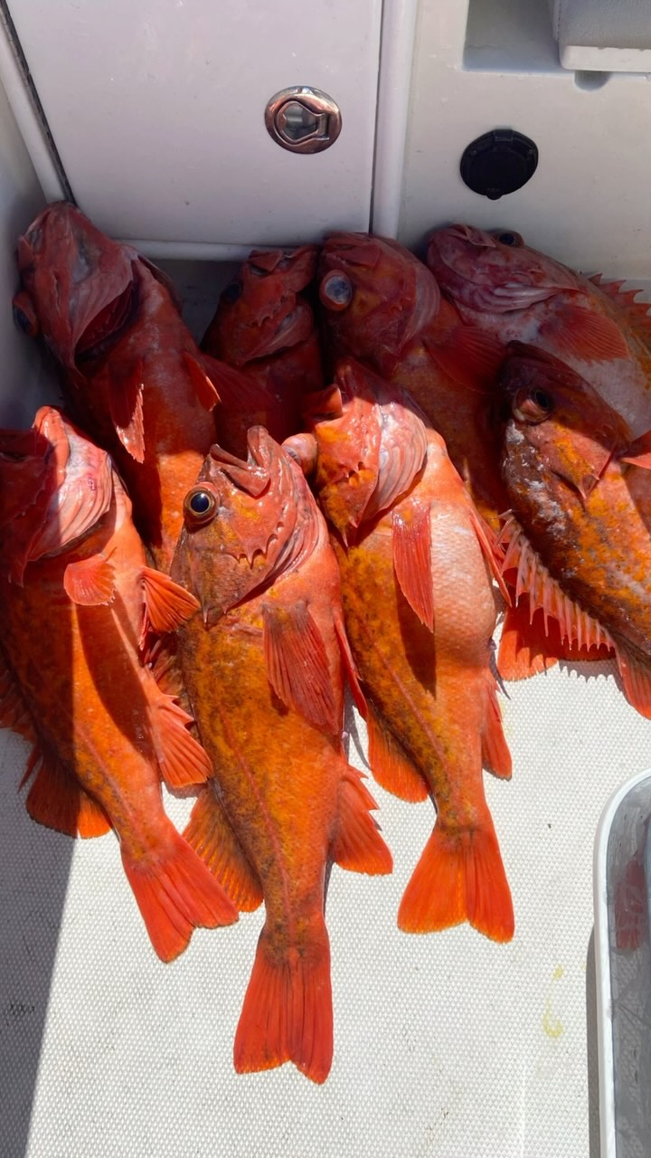 Rockfish opens back up on April 1st, who’s ready?  #rockfish #fishing #sandiego #vermillion #lingcod @hookupbaits