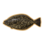 Halibut