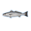White Seabass