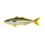 Yellowtail